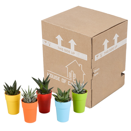 Gasteria/Haworthia mix 5,5cm - 5x - in gekleurde plasticpot