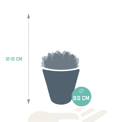 Echeveria mix 8.5 cm - 3x - in witte pot