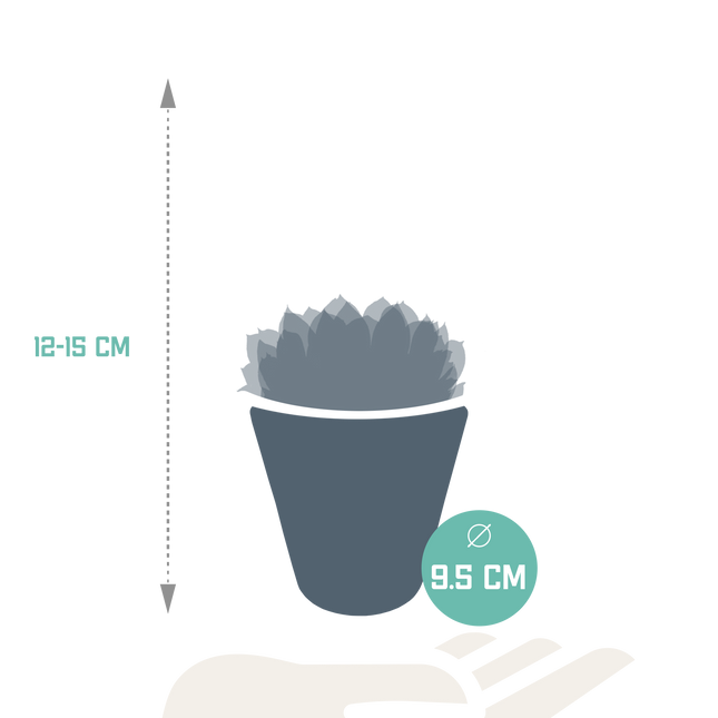 Echeveria mix 8.5 cm - 3x - in witte pot