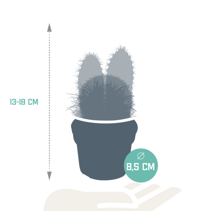 Cactus mix 8.5 cm - 3x - zonder pot