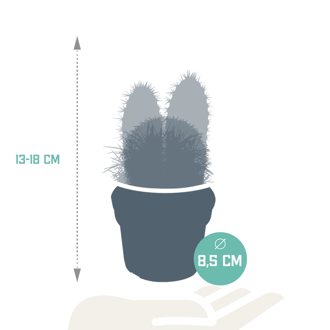 Cactus mix 8.5 cm - 3x - zonder pot