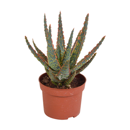 Aloë zebrina Dannyz 10,5cm - zonder pot