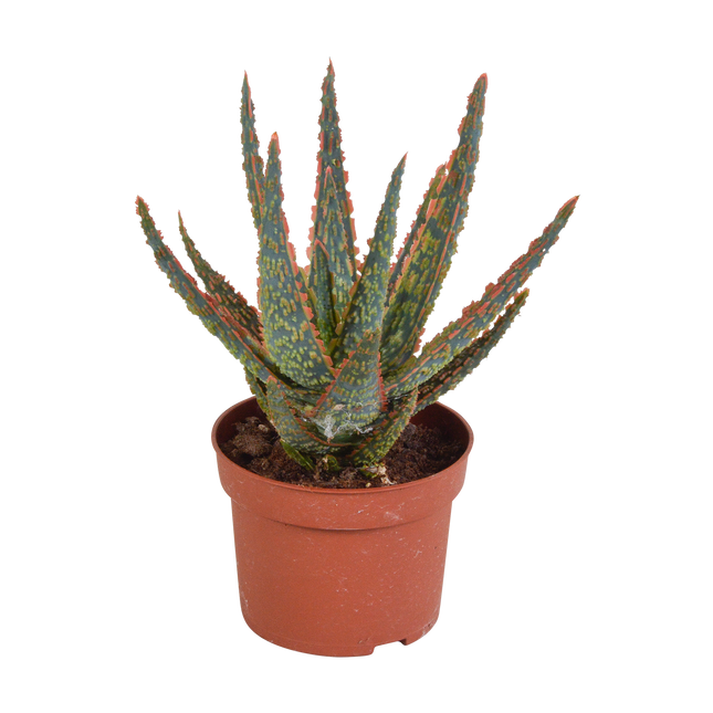 Aloë zebrina Dannyz 10,5cm - zonder pot