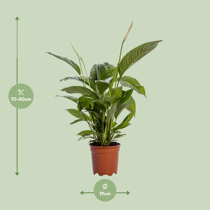 Spathiphyllum Bingo Cupido Ø19cm ↕80cm – Lepelplant Kamerplant (zonder sierpot)