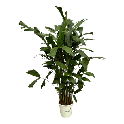 Caryota Mitis - 130 cm - Ø21cm