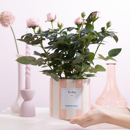 Mini-Roos Lichtroze - Rosa sp. Gift "To Flirt" met Wenskaart - Ø12cm - ↕30cm