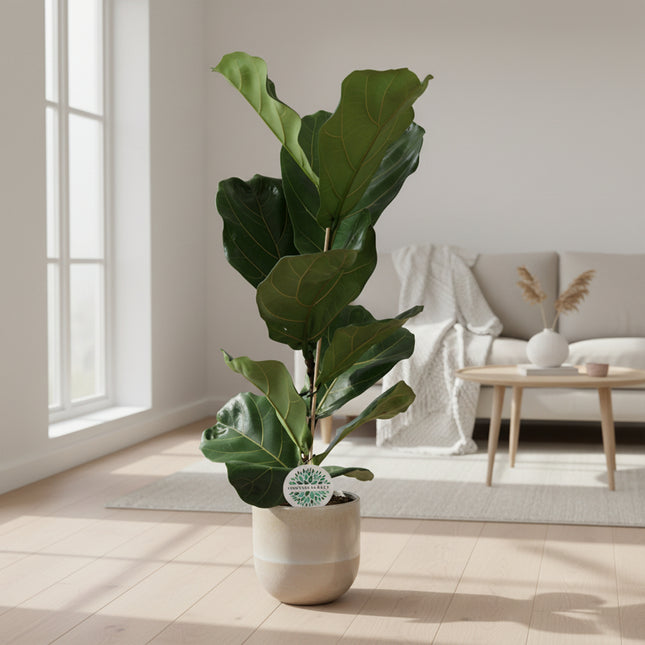 Ficus Lyrata