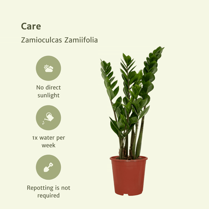 2x Zamioculcas Zamiifolia - ZZ Plant - Ø14cm - ↕50cm (zonder sierpot)
