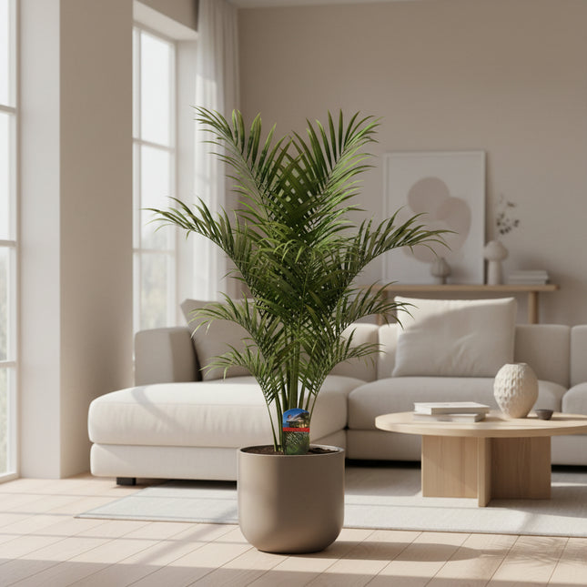 De Phoenix canariensis (Canarische dadelpalm)