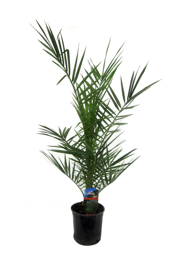 Phoenix Canariensis - 80 cm - Ø14cm