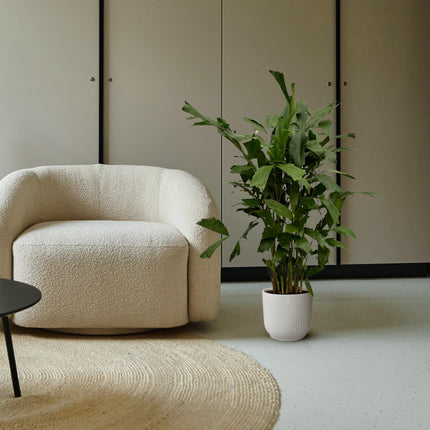 Caryota Mitis - 130 cm - Ø21cm