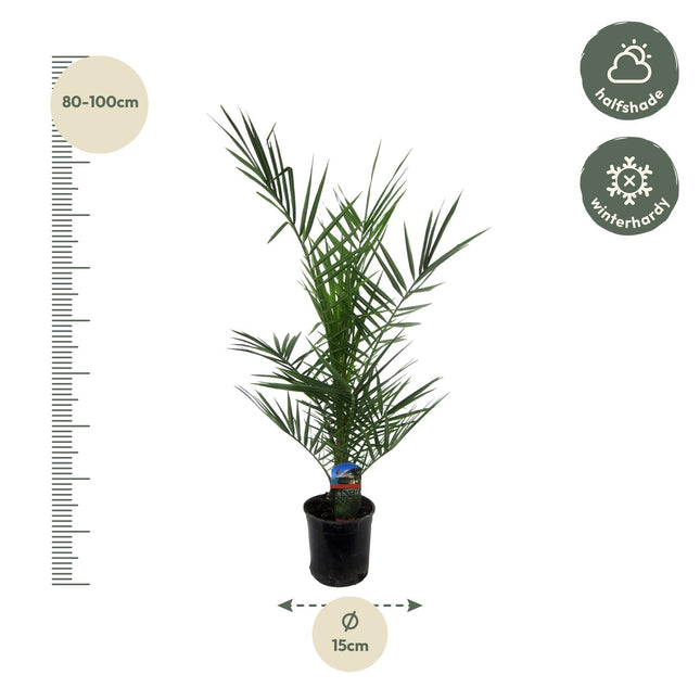 Phoenix Canariensis Ø14cm ↕80cm – Canarische Dadelpalm Huisdiervriendelijke Kamerplant (zonder sierpot)