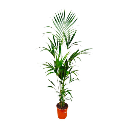 Kentia palm - 180cm - ⌀21 -24