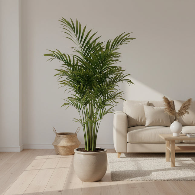 Kentia palm - 180cm