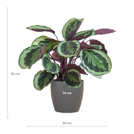 Calathea Medaillon met Viber grijs - 65cm - Ø19