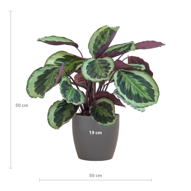 Calathea Medaillon met Viber grijs - 65cm - Ø19