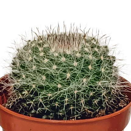 Cactus mix 5.5 cm - 10x - zonder pot