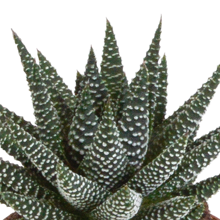 Gasteria/Haworthia mix 8,5cm - 3x - in witte pot