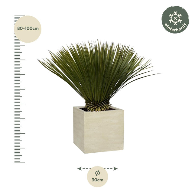 Yucca Rostrata - 70cm- Ø30 (zonder sierpot)