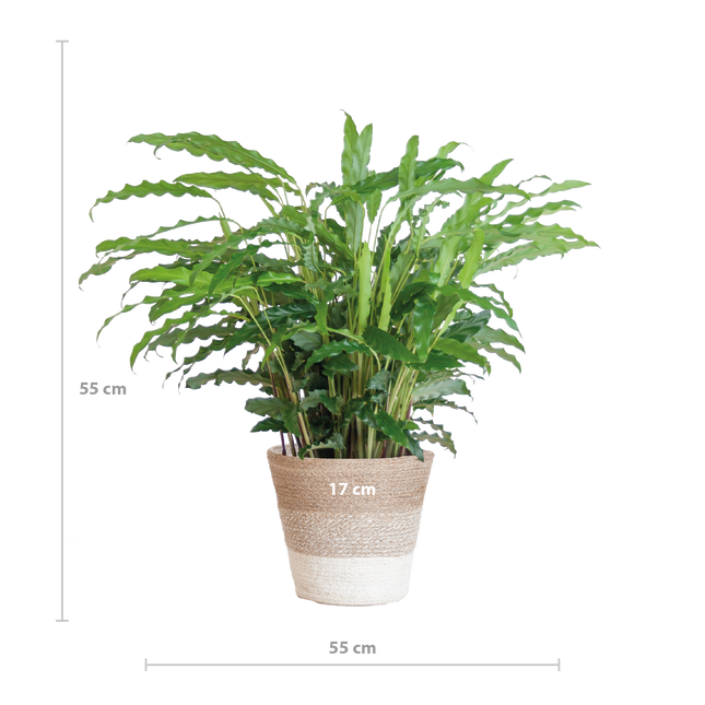 Calathea Rufibarba met Mand Lissabon wit - 55cm - Ø17