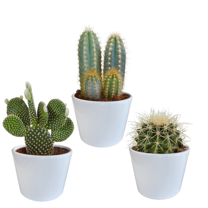 Cactus mix 10.5 cm - 3x - in witte pot