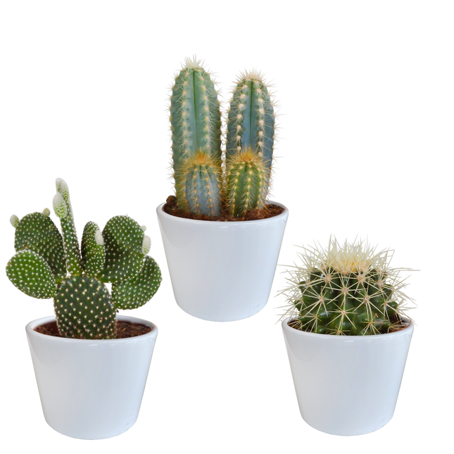 Cactus mix 10.5 cm - 3x - in witte pot