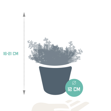 Crassula mix 10,5 cm - 3x - in witte pot