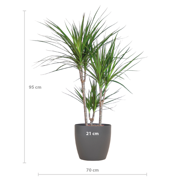 Dracaena Marginata met Viber pot grijs - 95cm - Ø21
