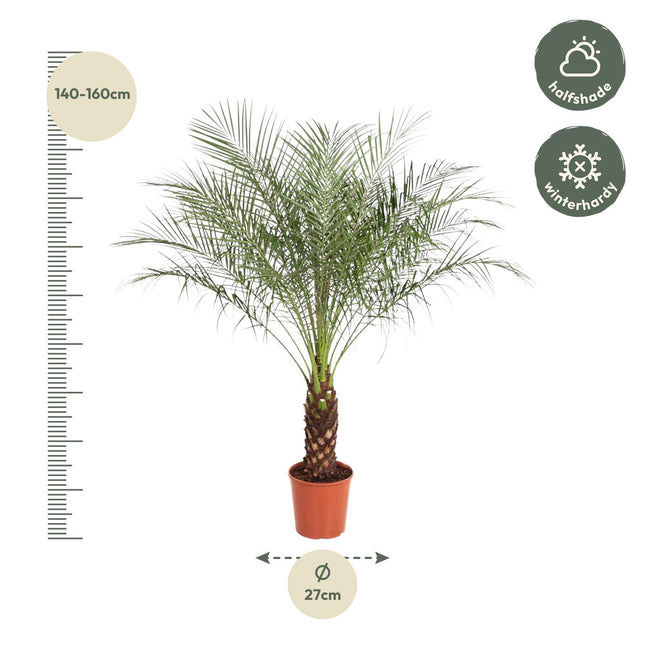 Dwergdadelpalm - Phoenix Roebelenii - Grote Kamerplant - Ø27cm - ↕160cm (zonder sierpot)