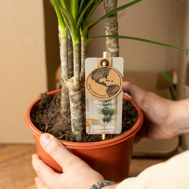 Dracaena + Yucca - Luchtzuiverende Kamerplanten Combi - 2 Stuks - Ø21cm (zonder sierpot)