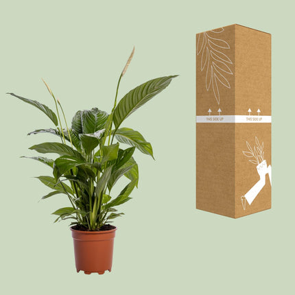 Spathiphyllum Bingo Cupido Ø19cm ↕80cm – Lepelplant Kamerplant (zonder sierpot)