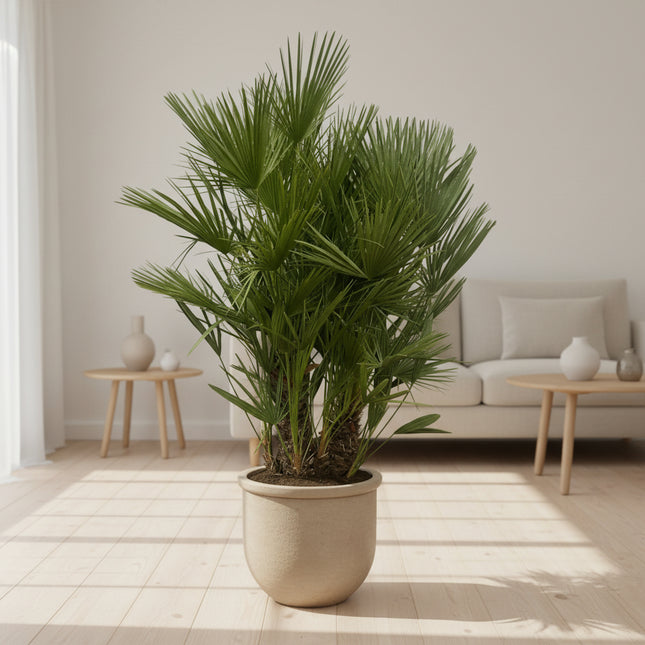 Chamaerops Humilis multi stam - 160 - 180 cm - Ø45cm