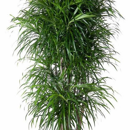 Dracaena Anita vertakt - 160 cm - ø34