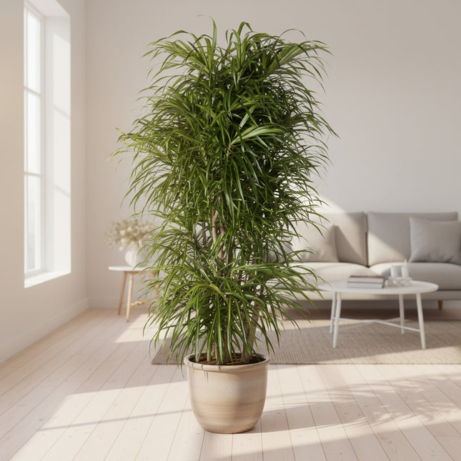 Dracaena Anita vertakt - 160 cm - ø34
