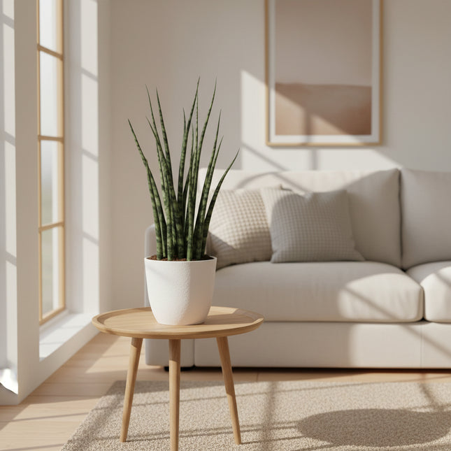 Sansevieria fernwood ‘Mikado’ (Vrouwentong of Bajonetplant)