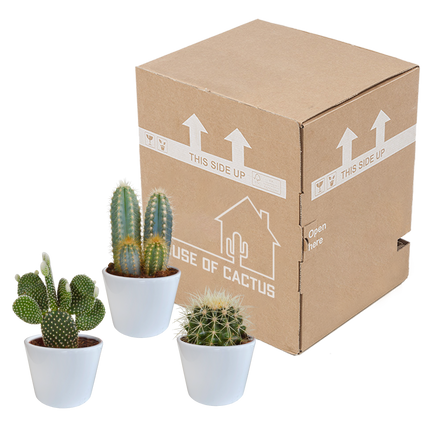 Cactus mix 10.5 cm - 3x - in witte pot