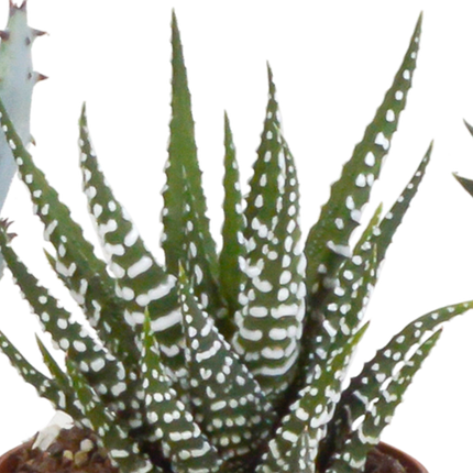 Gasteria/Haworthia mix 5,5cm - zonder pot - 5x