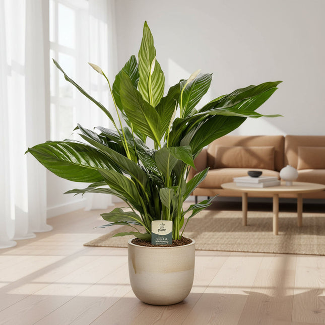Lepelplant/Vredeslelie