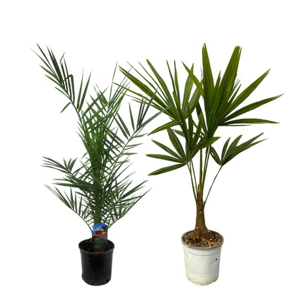 Phoenix Canariensis - 80 cm Ø15cm + Trachycarpus Fortuneii - 100 cm - Ø18cm