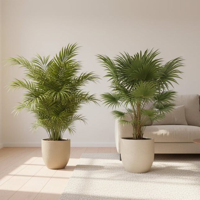 Phoenix Canariensis 80cm Ø15cm + Trachycarpus Fortuneii 100cm Ø18cm - Palmenduo (zonder sierpot)