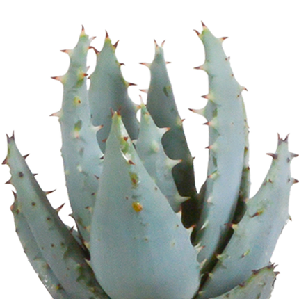 Cactus en vetplanten mix 5.5 cm | 15 stuks - in witte pot