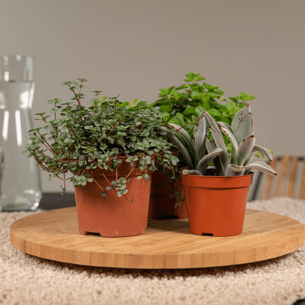 Succulenten Mix - 10 cm - Ø8,5 - 9