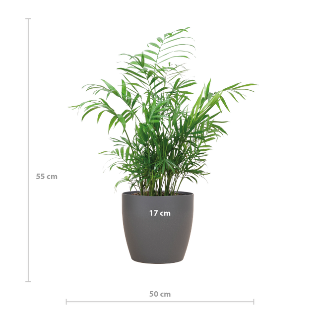 Chamadorea Elegans met Viber grijs - 55cm - Ø17