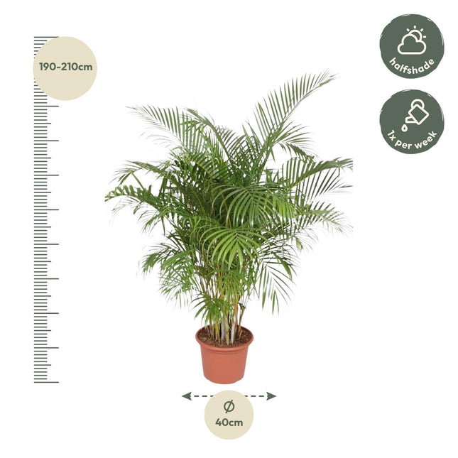 Dypsis Lutescens Areca Palm Ø40cm ↕200cm – Grote Huisdiervriendelijke Kamerplant (zonder sierpot)