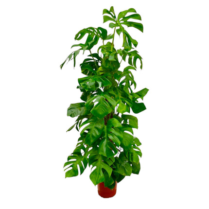 Monstera Deliciosa XXL - 180 cm - ø27