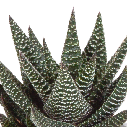 Gasteria/Haworthia mix 8,5cm - 3x - in terracotta pot