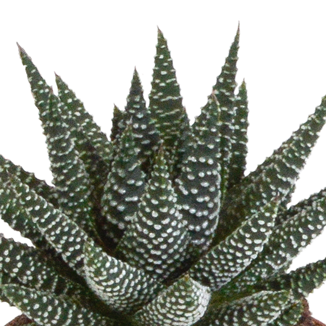 Gasteria/Haworthia Mix - 8,5 cm - 3 stuks (zonder sierpot)