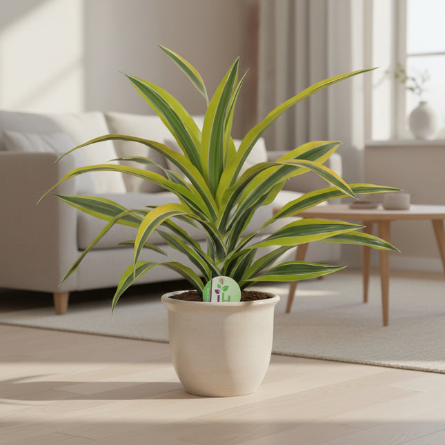 Dracaena Fragrans Lemon Lime - Ø17cm - ↕40cm