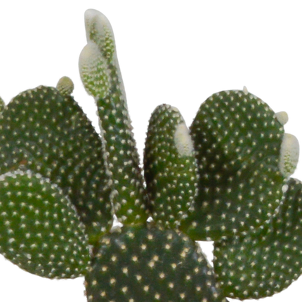 Cactus mix 10.5 cm - 3x - in witte pot