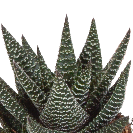 Gasteria/Haworthia mix 8,5cm - 3x - in witte pot